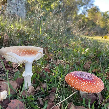 Lovely In The Middle Of Nature Hébergement de vacances *